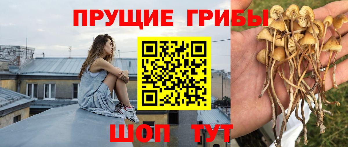 Псилоцибиновые грибы Cubensis Королёв